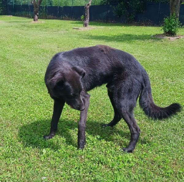 HOMER, cerca adozione con urgenza - Carbonate (CO) Foto 8